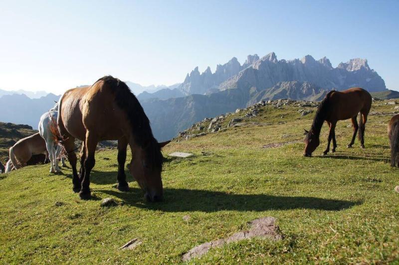 Hotel Stella Alpina Falcade Buitenkant foto